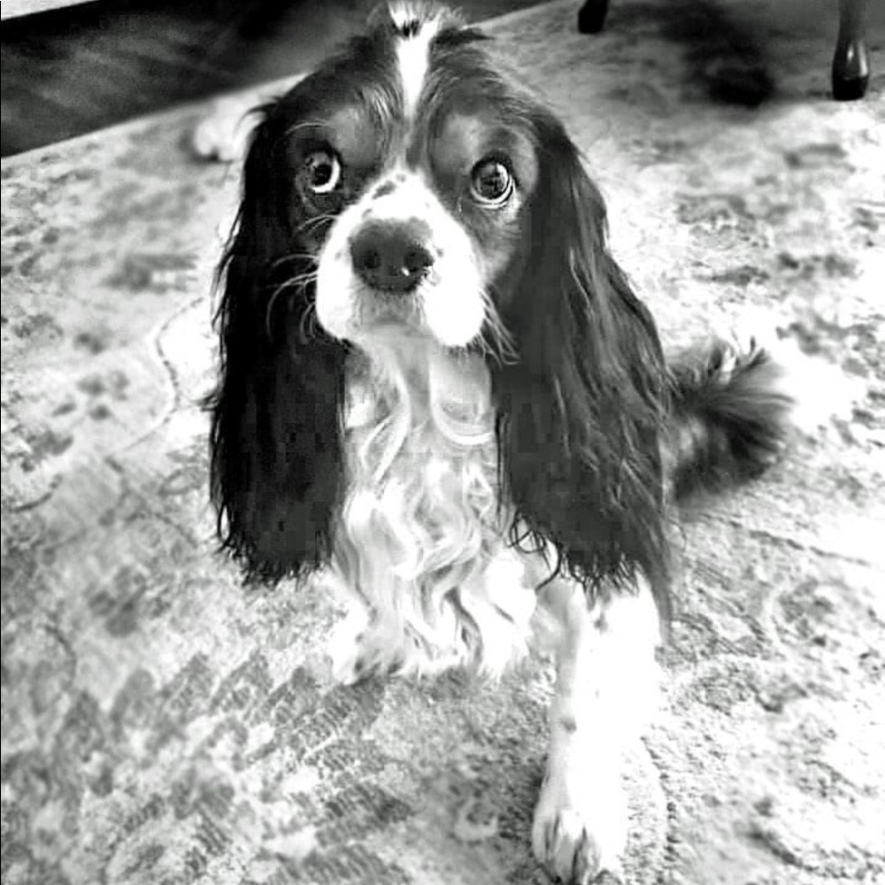 Meet your Posher, Callie